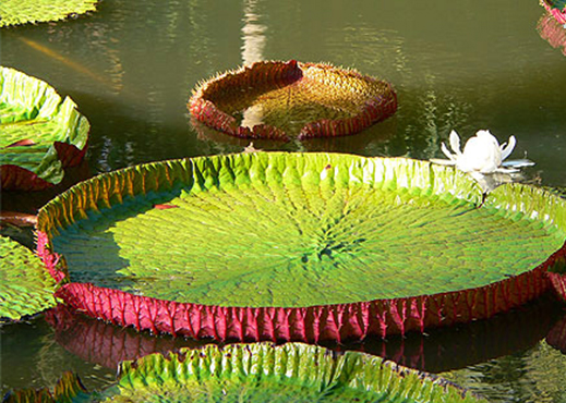 jardin botanique de Pamplemousse